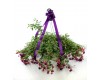 Fuchsia Hanging Basket 10"